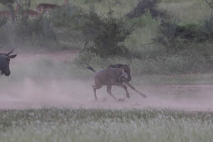 Blue Wildebeest