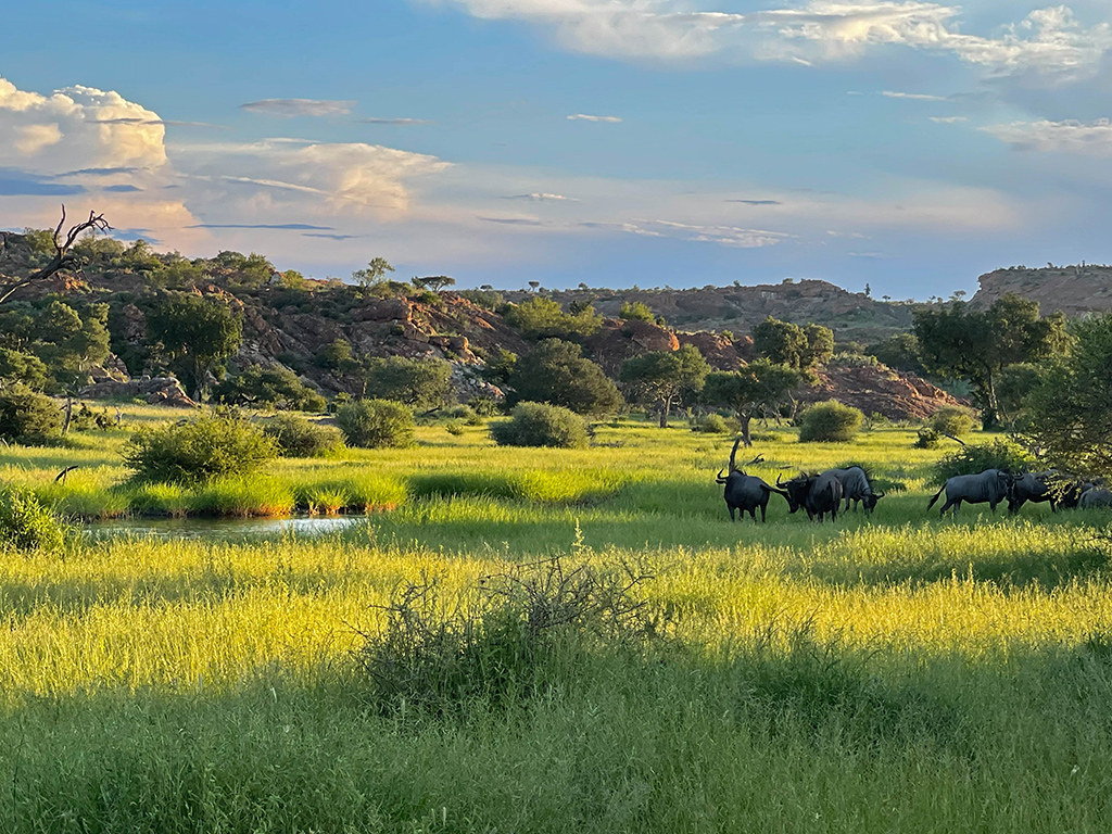 Blue Wildebeest