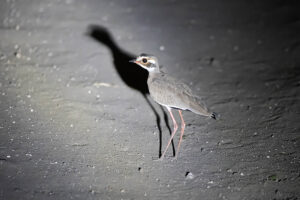 Bronze winged Courser