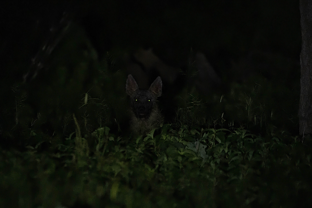 Brown Hyena