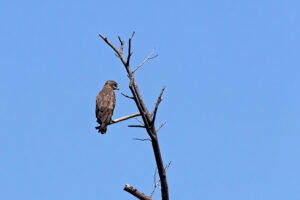Brown Snake Eagle