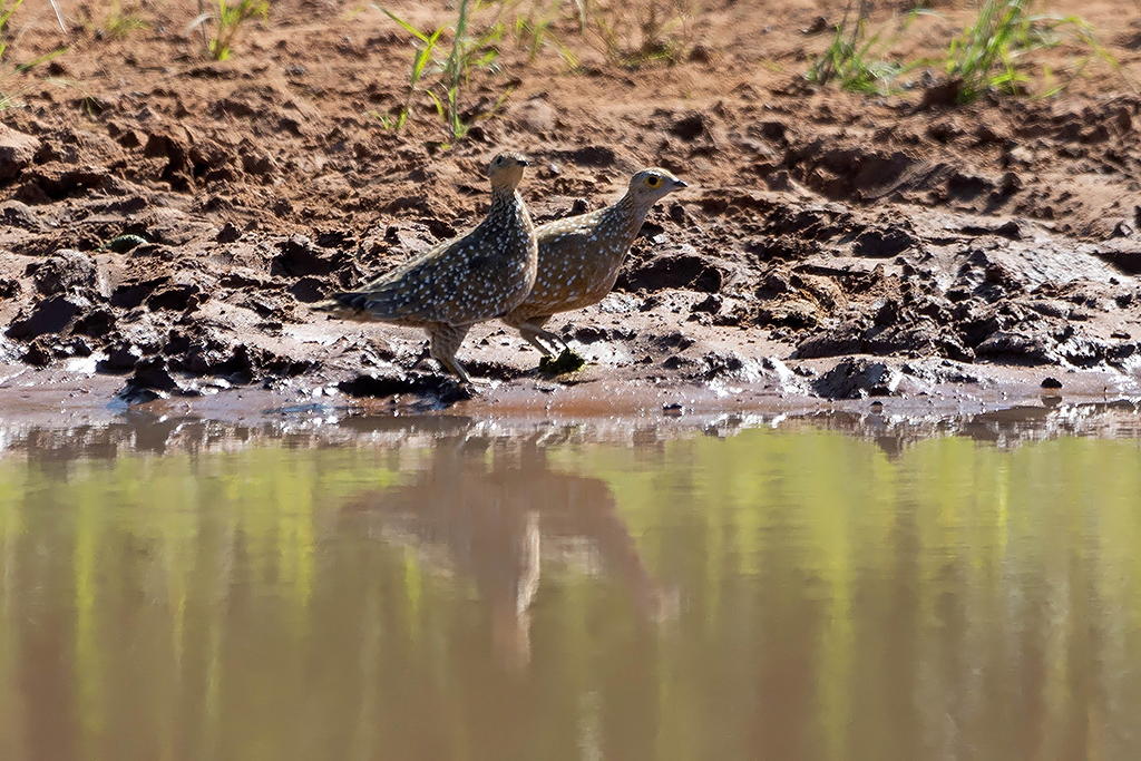 Burchell’s Sandgrouse
