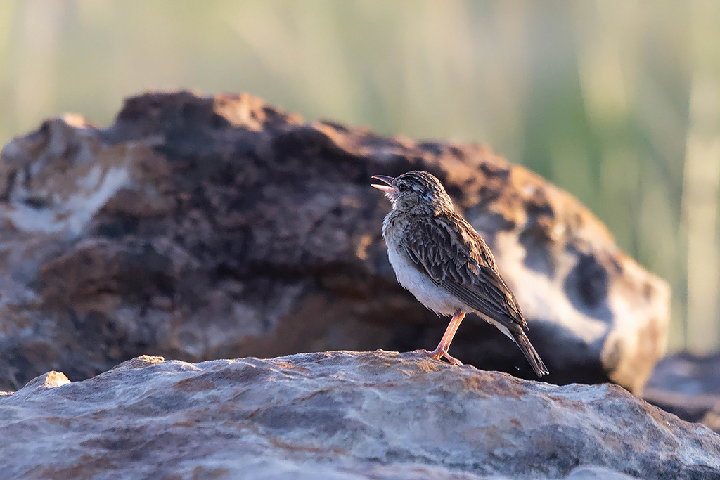 Bushveld Pipit