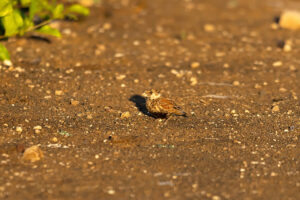 Chestnut-backed Sparrow-lark