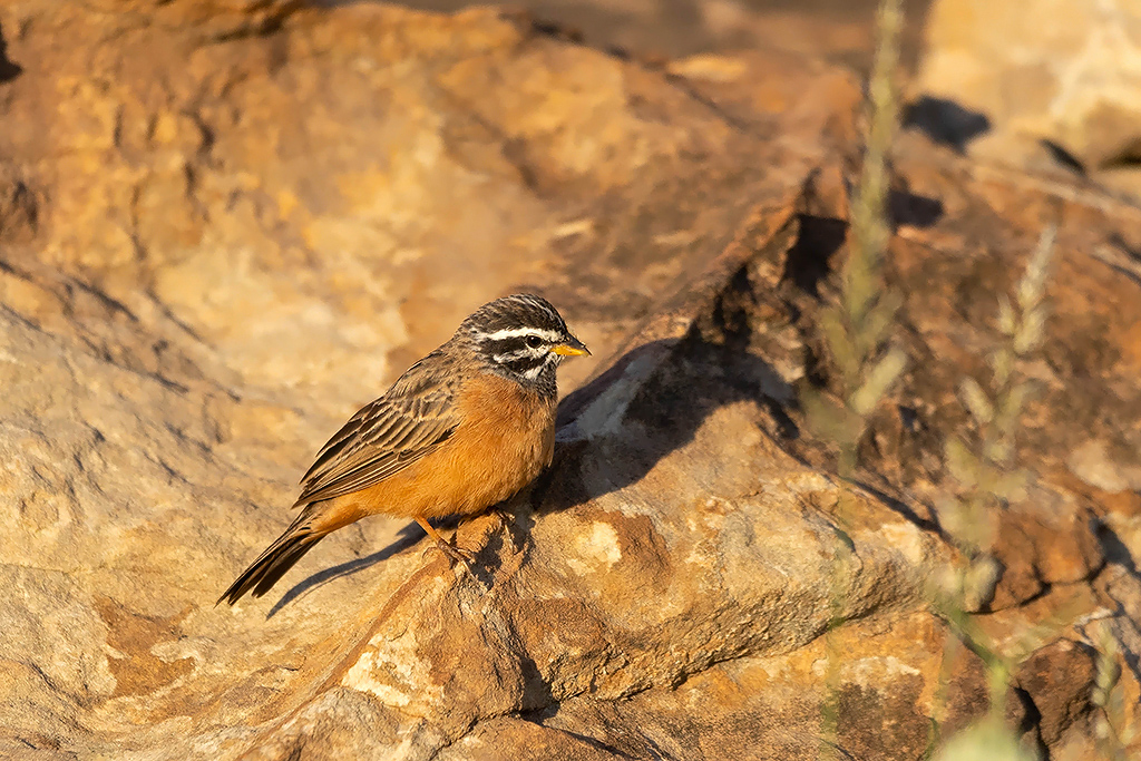 Cinnamon-breasted Bunting