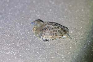 Common Buttonquail
