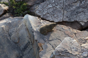 Dassies