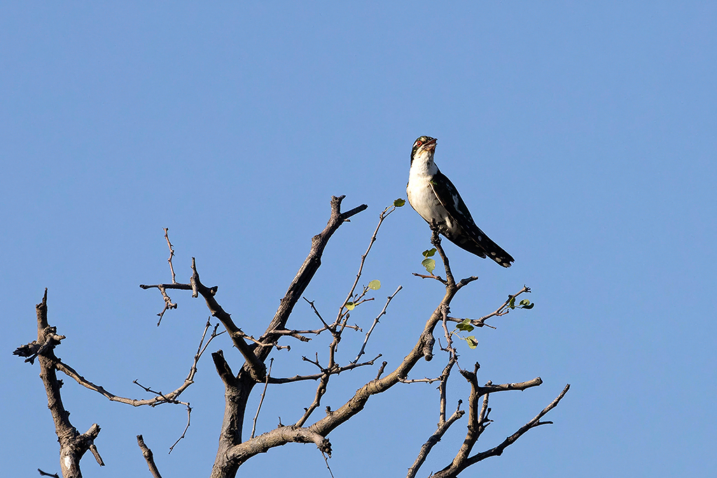 Diederik Cuckoo
