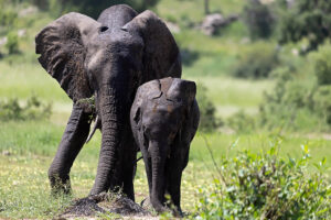 Elephant