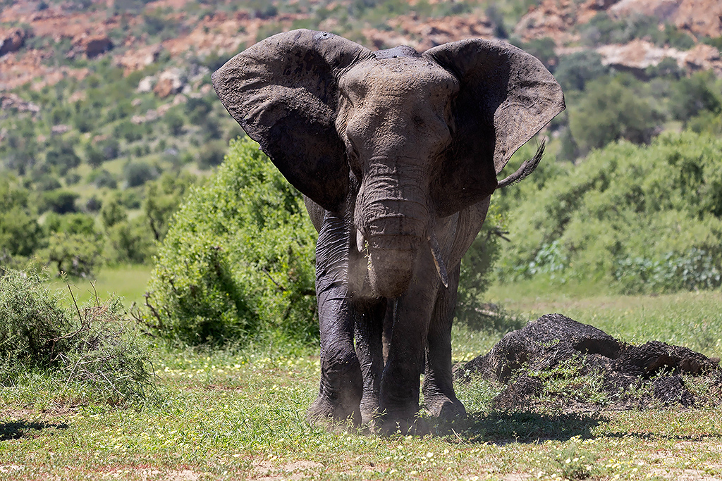 Elephant