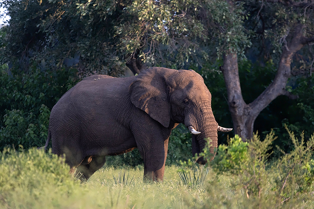 Elephant