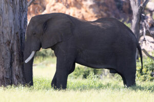 Elephant