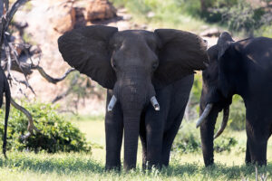 Elephant