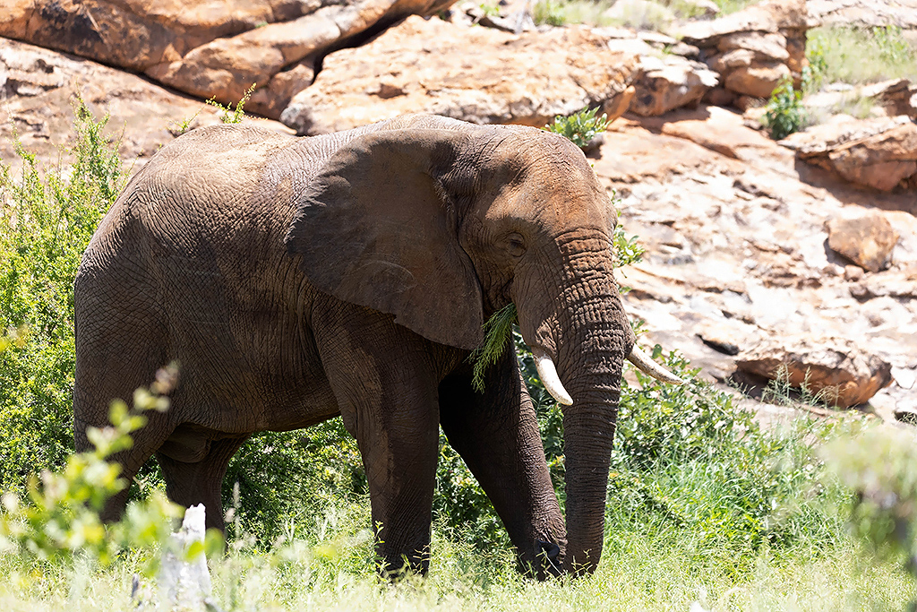 Elephant