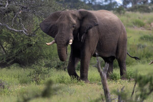 Elephant