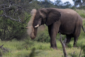 Elephant