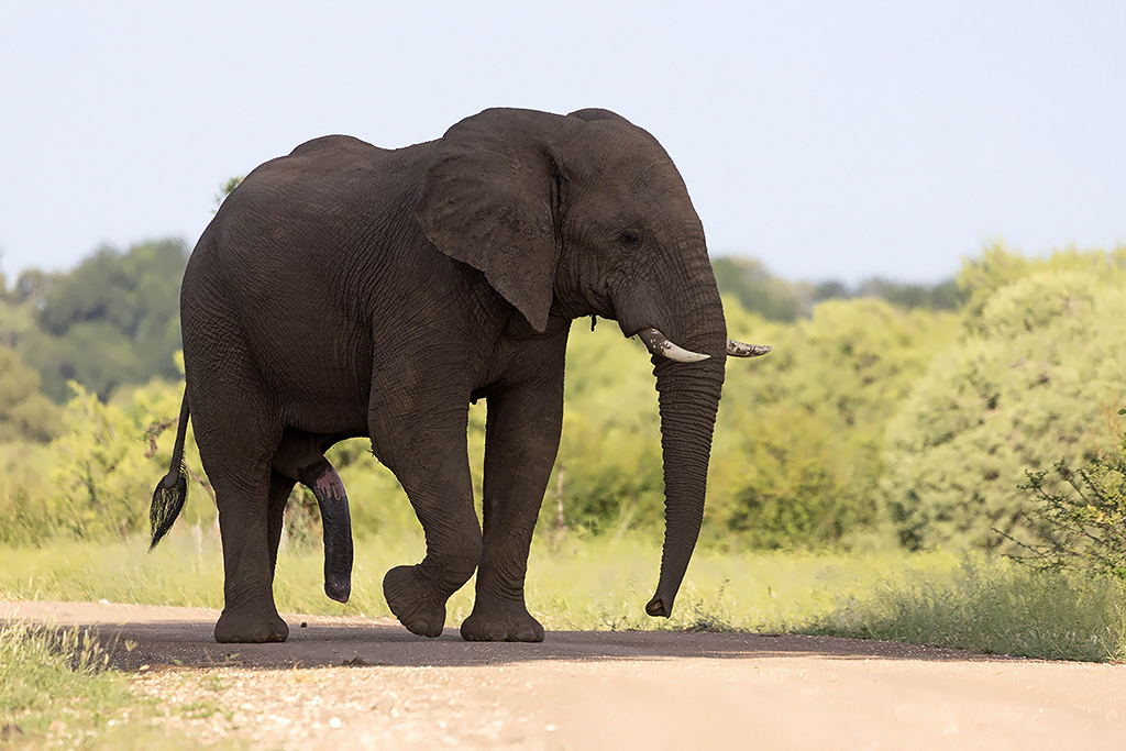 Elephant