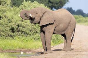 Elephant