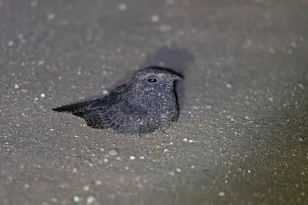 Freckled Nightjar