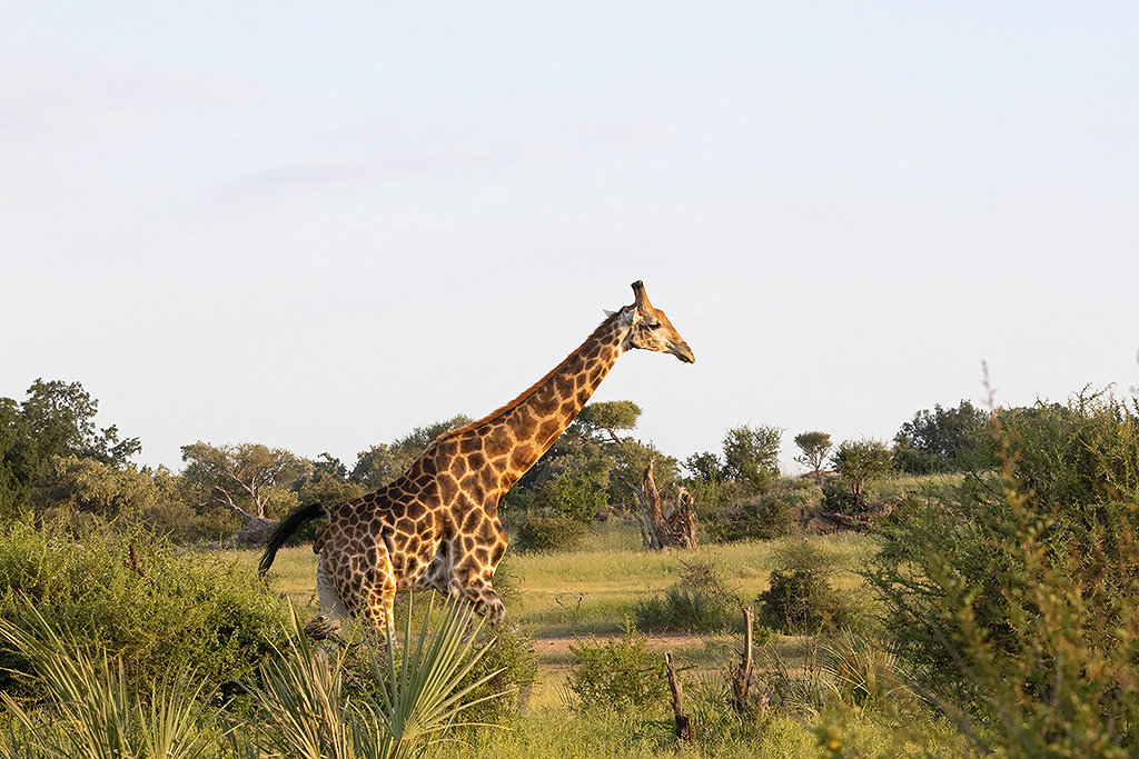 Giraffe