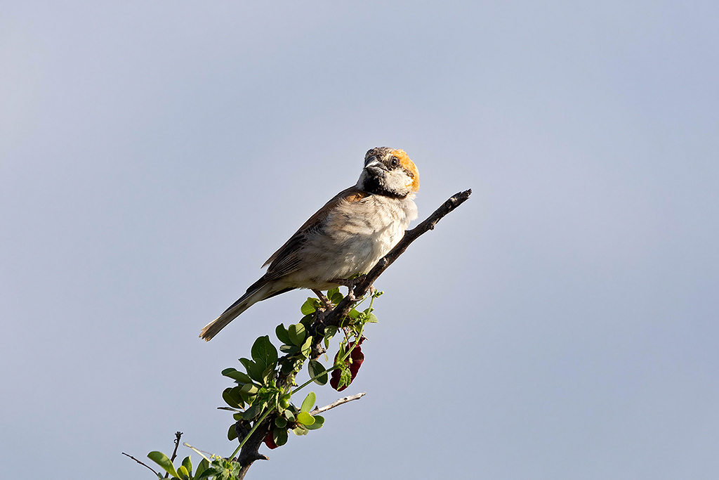Great Sparrow