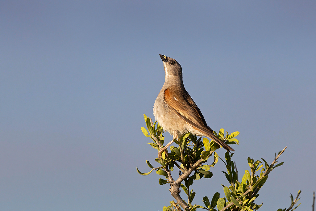 Grey-headed Sparrow