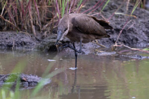 Hamerkop