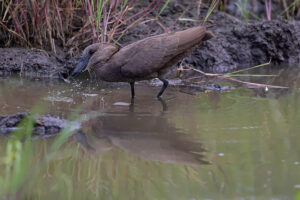 Hamerkop