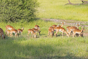 Impala