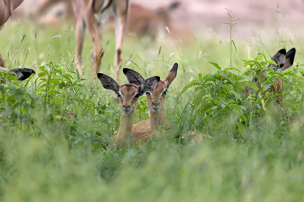 Impala