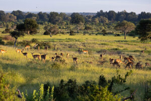 Impala