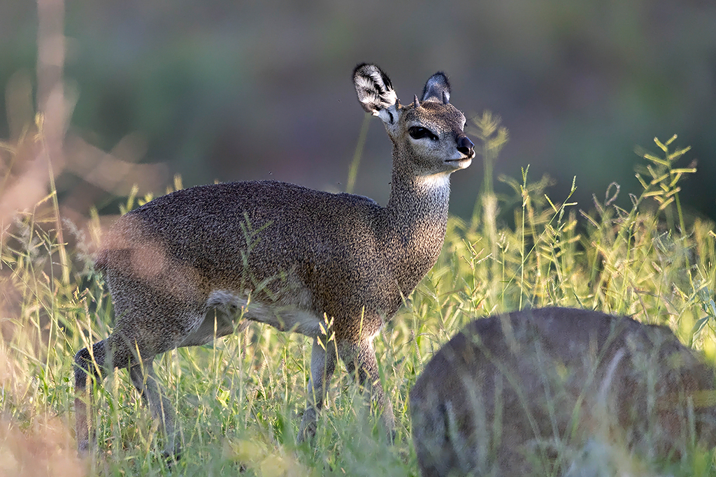 Klipspringer