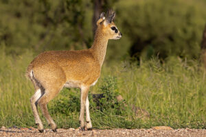 Klipspringer