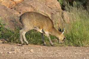 Klipspringer