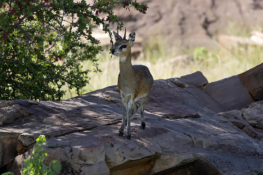 Klipspringer