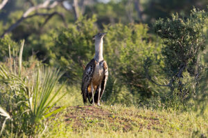 Kori Bustard