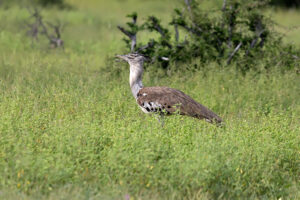 Kori Bustard