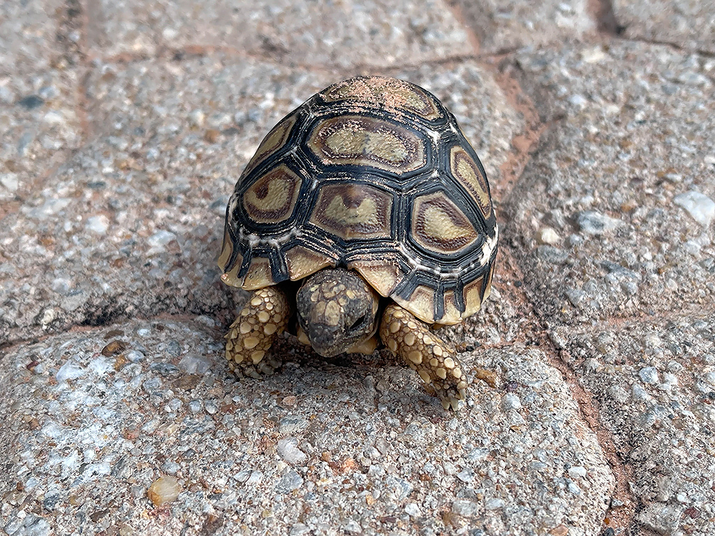 Leopard Tortoise