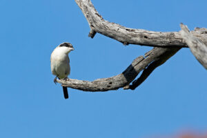 Lesser Grey Shrike