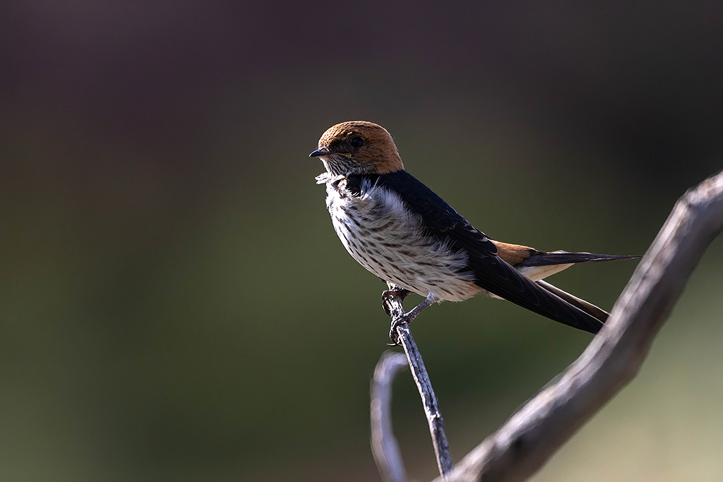 Lesser Striped Swallow
