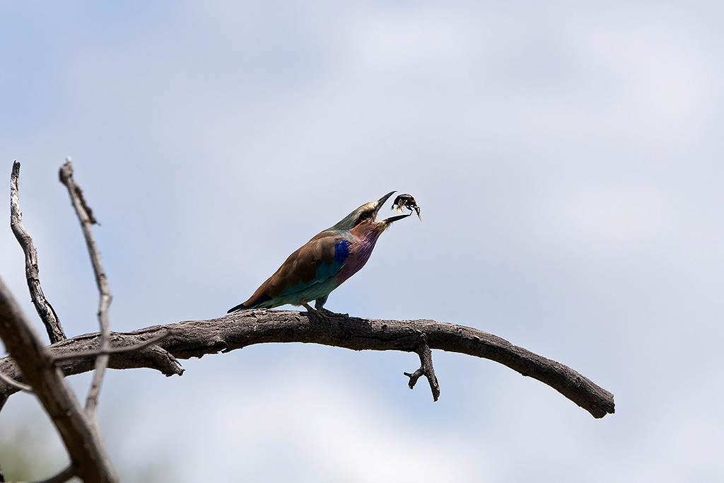 Lilac-breasted Roller