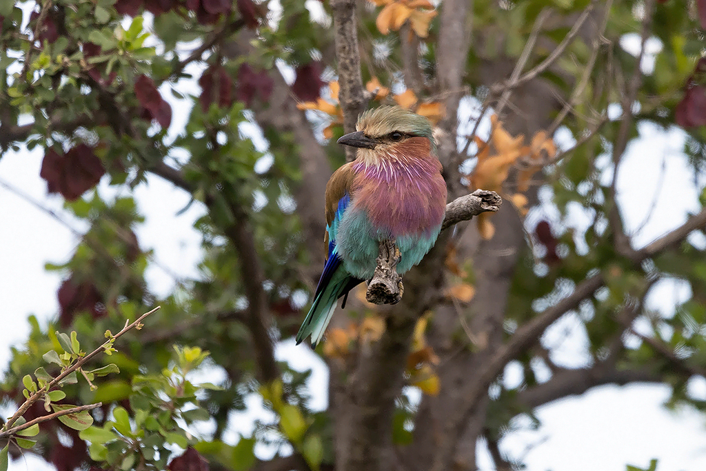 Lilac-breasted Roller