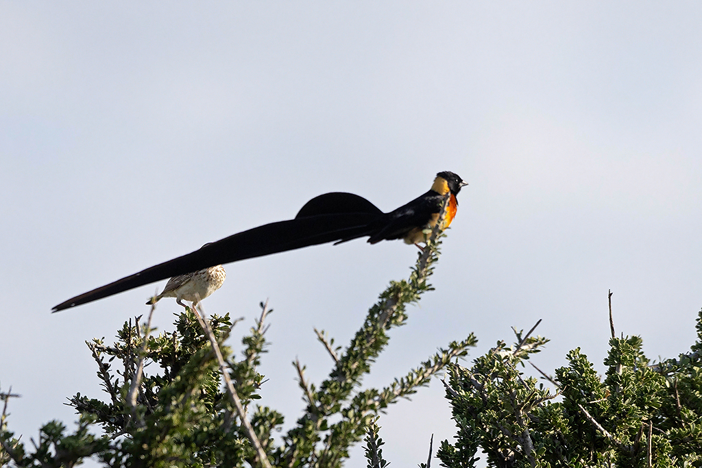 Long-tailed Paradise