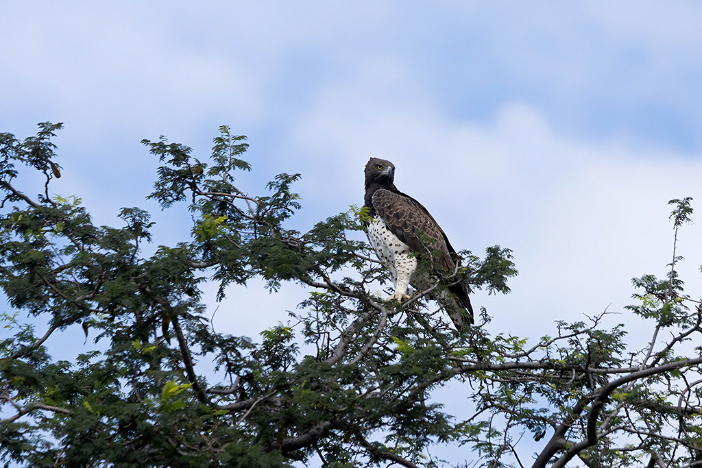 Martial Eagle