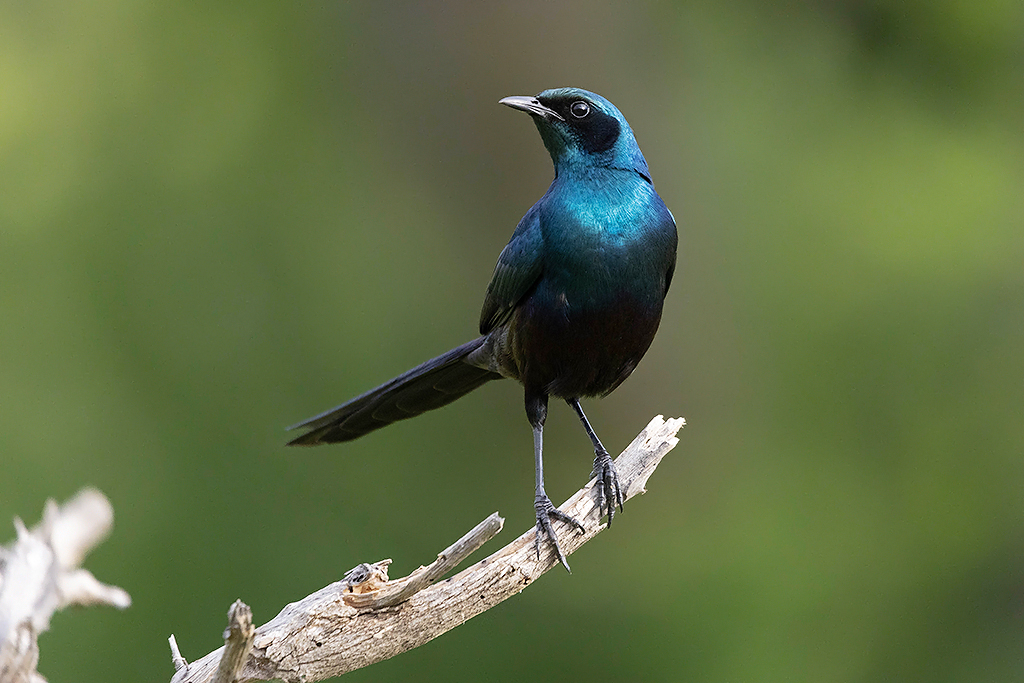 Meve’s Starling
