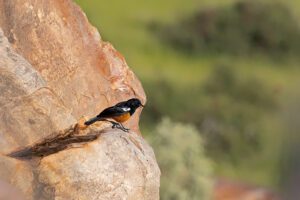 Mocking cliff Chat