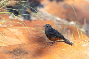 Mocking cliff Chat