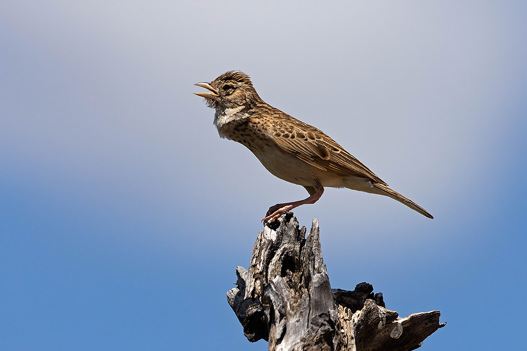 Monotonous Lark