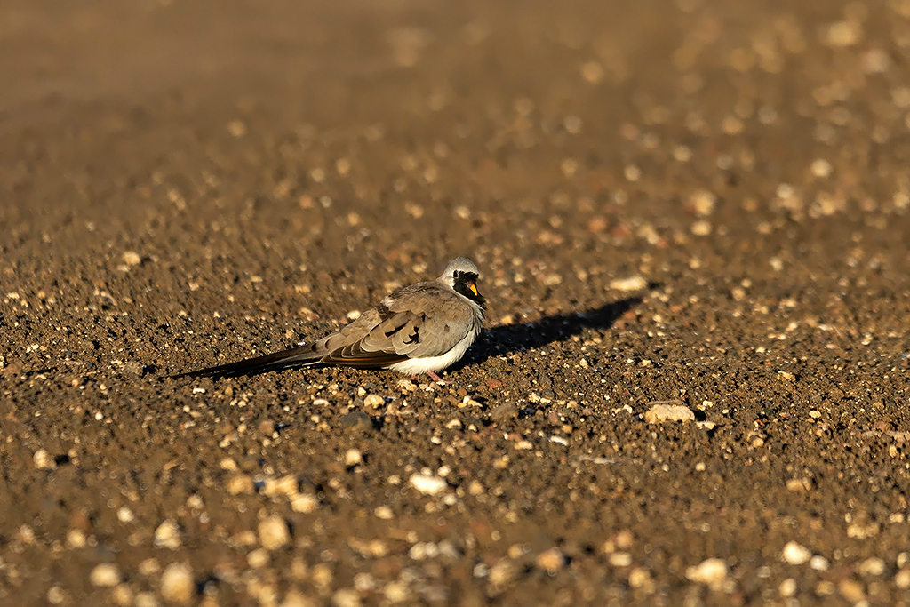 Namaqua Dove
