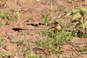 Pin-tailed Whydah
